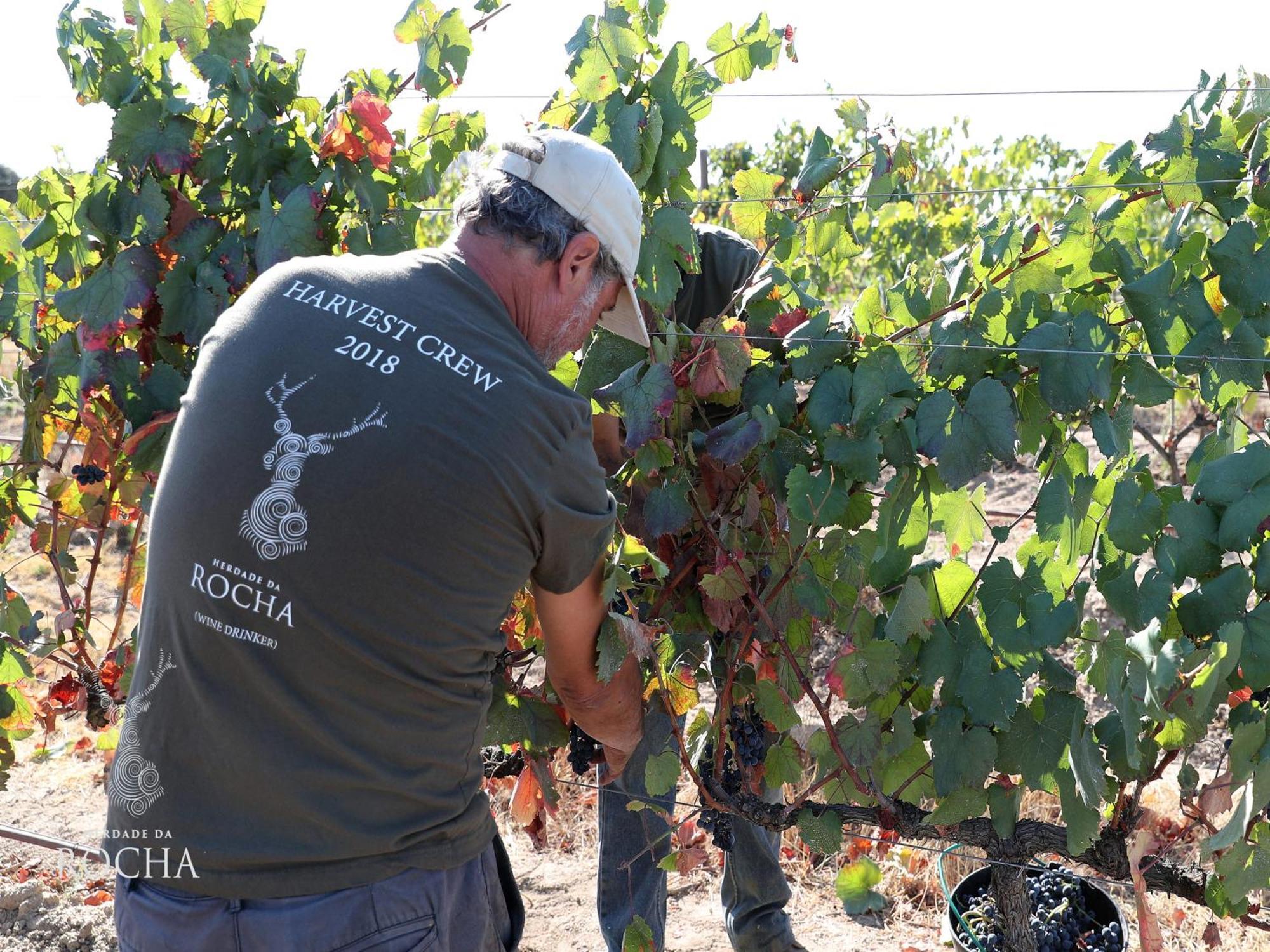Herdade Da Rocha - Boutique Lodge Crato Kültér fotó