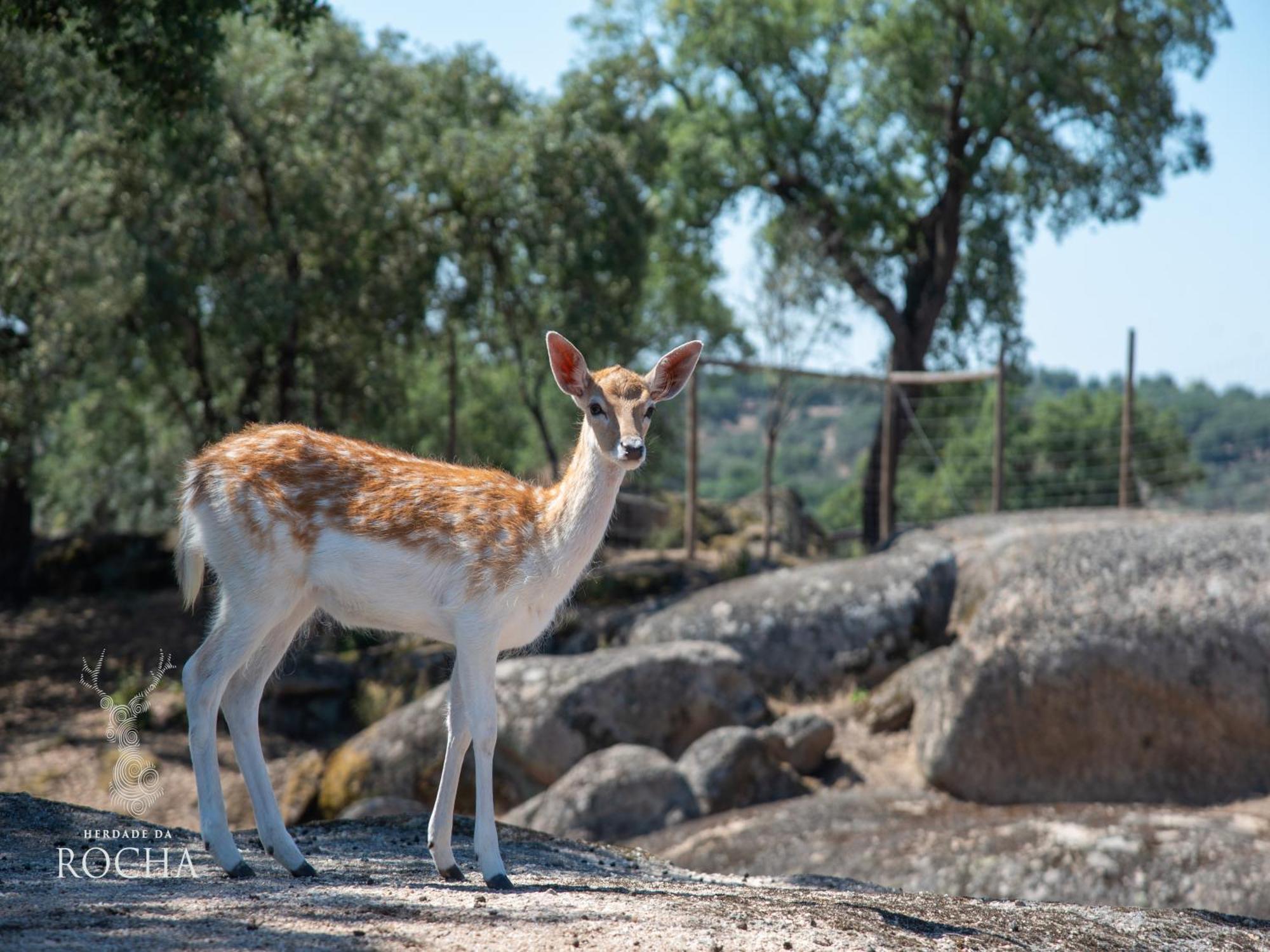 Herdade Da Rocha - Boutique Lodge Crato Kültér fotó