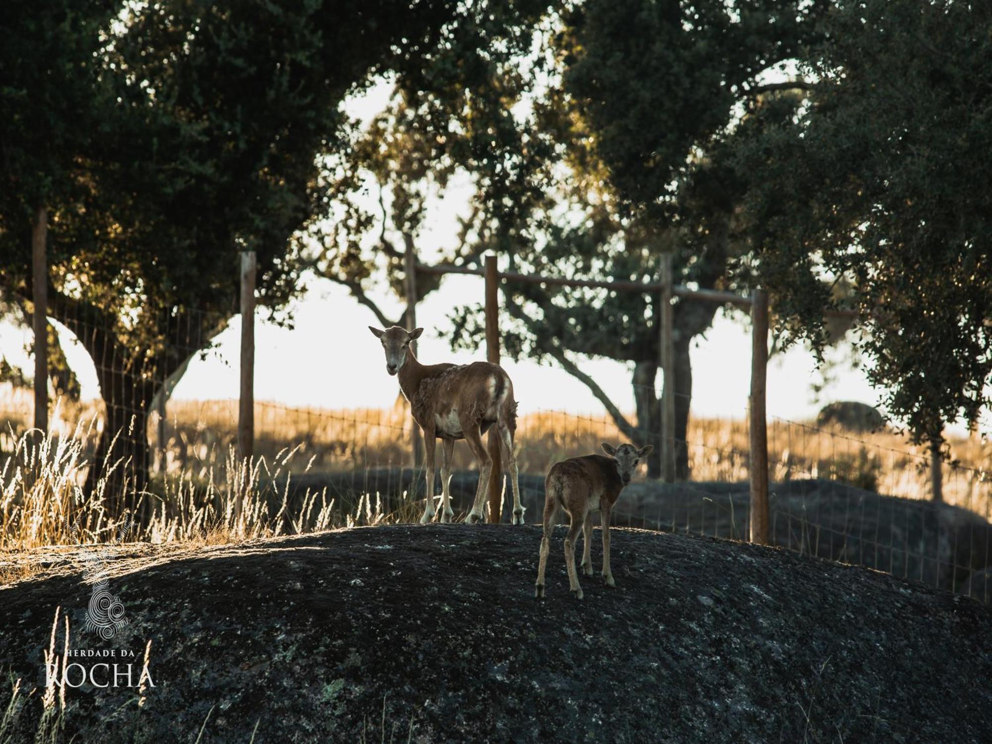 Herdade Da Rocha - Boutique Lodge Crato Kültér fotó